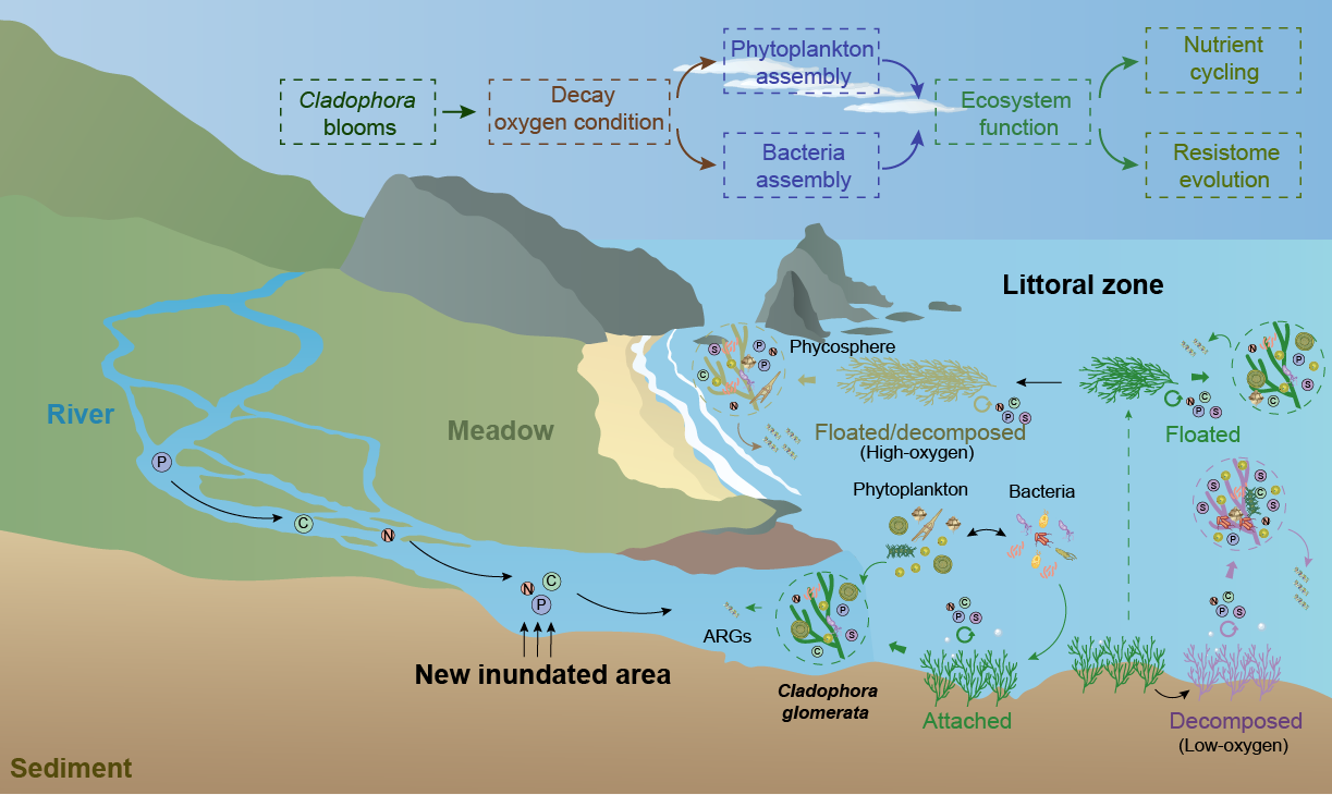 4001百老汇净水揭示刚毛藻驱动其附生群落演化及青海湖湖滨带抗性组的进化