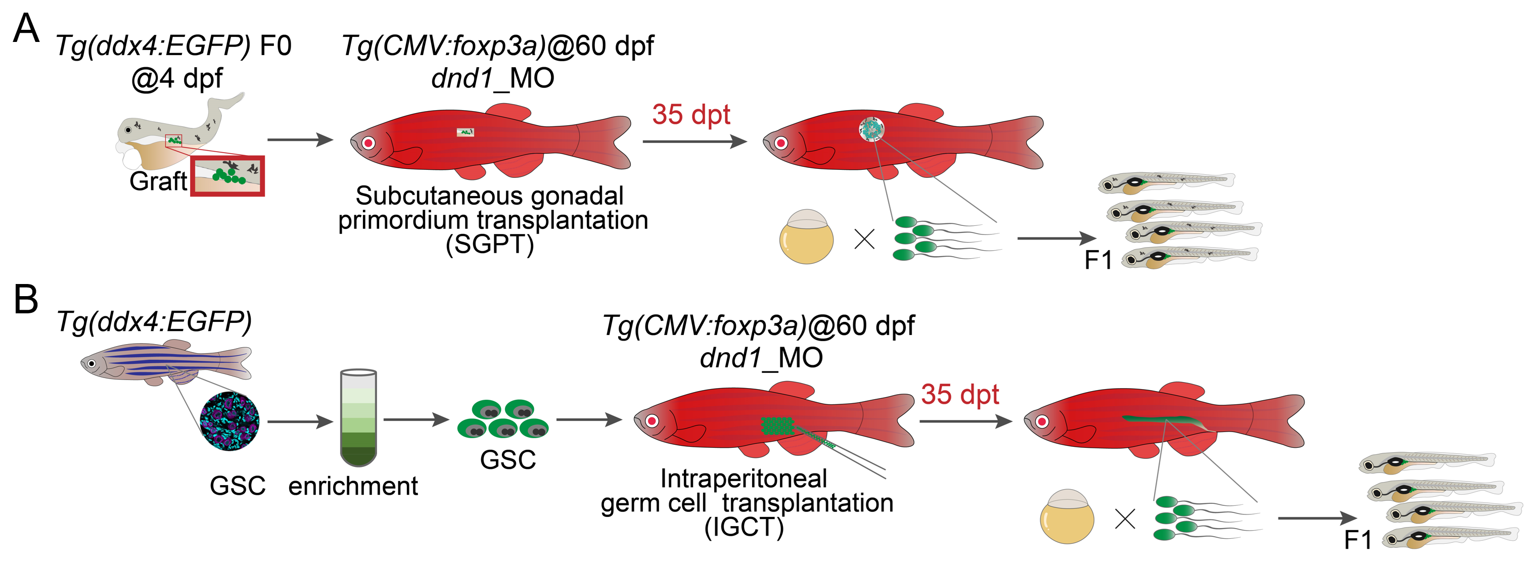 4001百老汇净水建立鱼类诱导性Treg技术提升鱼类借腹生殖效率